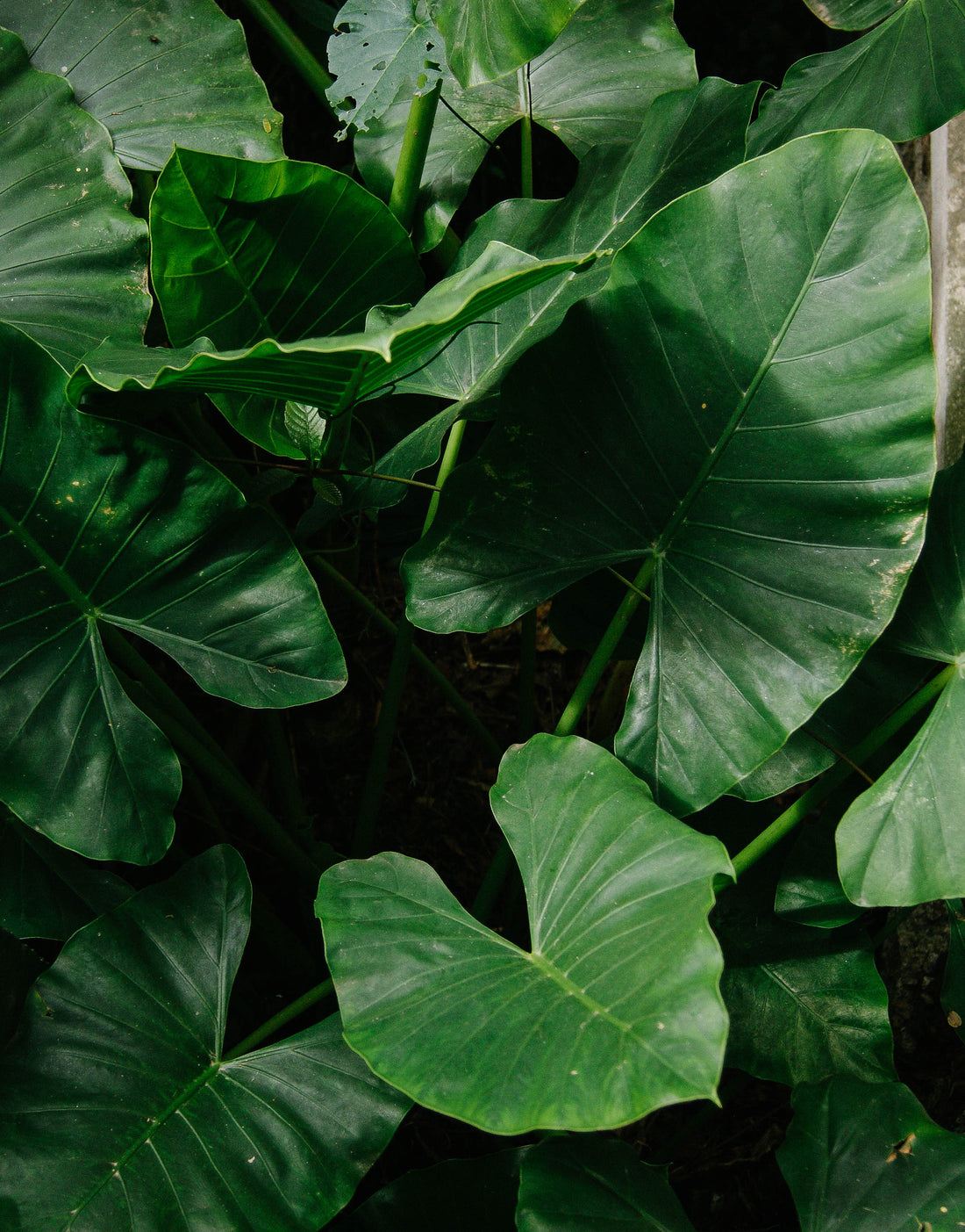 Inspiration: April Scent Launch