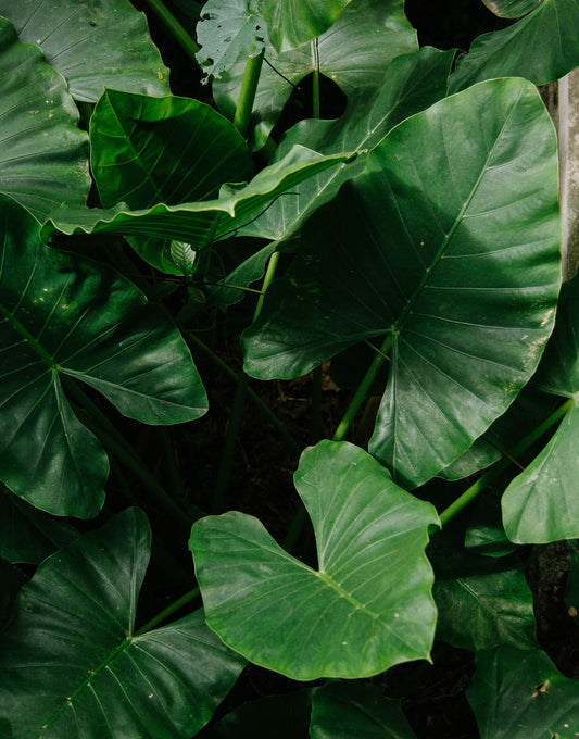 Inspiration: April Scent Launch